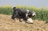 BEARDED COLLIE 159